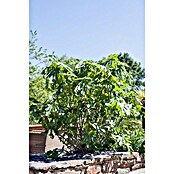 Ficus carica 80 Solitair mit Frucht