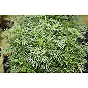 Piardino Blu Bio Colakraut (Artemisia abrotanum var. maritima, Topfgröße: 12 cm)