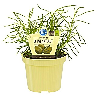Blu Bio Olivenkraut (Santolina viridis)