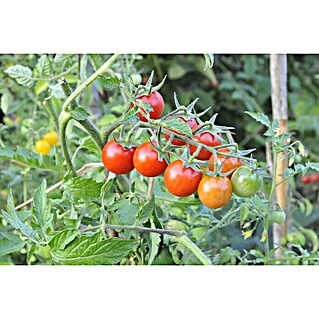 Piardino Bio Fleischtomate (Solanum lycopersicum, Topfgröße: 10 cm, Erntezeit: Ab Juli)