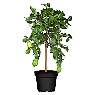 Piardino Zitronenbaum (Citrus lemon, Topfgröße: 20 cm)