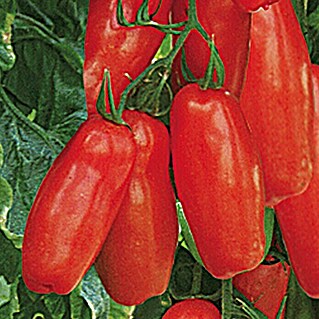 Piardino Bio Tomate im Tontopf (Solanum lycopersicum 'Tuma Red', Topfgröße: 12 cm, Erntezeit: Ab Juli)