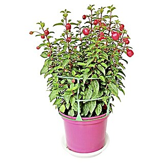 Piardino Fucsia (Fuchsia Hybriden, Tamaño de maceta: 18 cm, En función de la variedad)