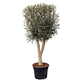 Piardino Olivenbaum (Olea europaea, Topfvolumen: 65 l)