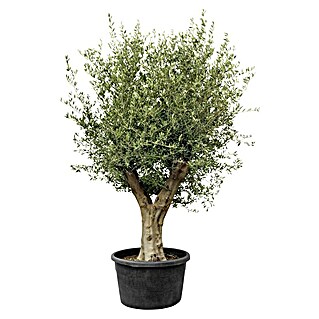 Piardino Olivenbaum (Olea europaea 'Compact big', Topfvolumen: 180 l)