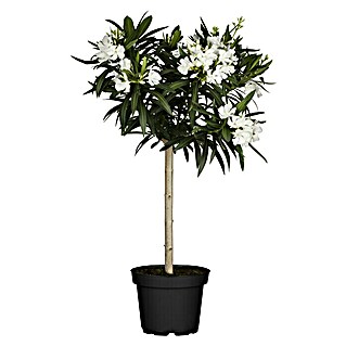 Piardino Oleander (Nerium oleander, Topfgröße: 19 cm, Weiß)
