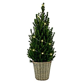 Piardino Picea glauca Conica kerstboom met LED-slinger (Potmaat: 19 cm)