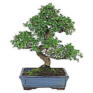 Piardino Bonsai (Zelkova parvifolia, Tamaño de maceta: 15 cm, Verde)