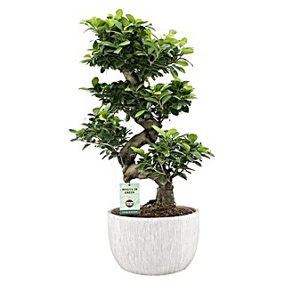 Piardino Chinesische Feige (Ficus microcarpa, Topfgröße: 30 cm)