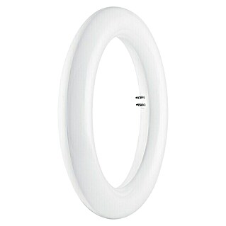 Tubo LED Circular (20 W, 3 cm, Blanco frío, 1.200 lm)
