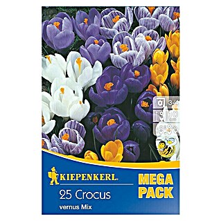 Kiepenkerl Frühlingsblumenzwiebeln Mega-Pack Gartenkrokusmischung (Crocus vernus, 25 Stk.)