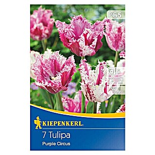 Kiepenkerl Frühlingsblumenzwiebeln Gefranste Tulpe Purple Circus (Tulipa x hybrida, 7 Stk.)