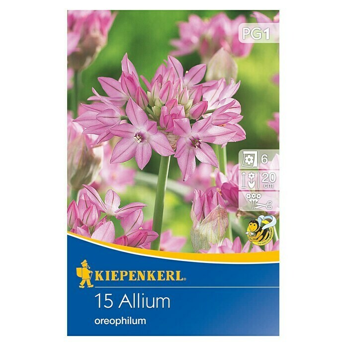Kiepenkerl Sommerblumenzwiebeln Zierlauch oreophilum 