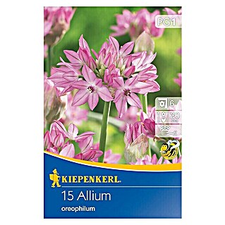 Kiepenkerl Sommerblumenzwiebeln Zierlauch oreophilum (Allium oreophilum, 15 Stk.)