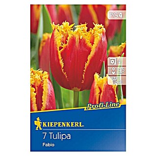 Kiepenkerl Profi-Line Frühlingsblumenzwiebeln (Tulipa 'Fabio', Rot/Gelb gefranst, 7 Stk.)