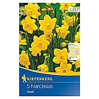 Kiepenkerl Frühlingsblumenzwiebeln Botanische Narzisse Quail (Narcissus jonquilla, 5 Stk.)