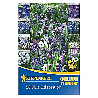 Kiepenkerl Frühlingsblumenzwiebeln Colour Symphony Blue Celebration (Crocus tommasinianus, 50 Stk., Blue Celebration)
