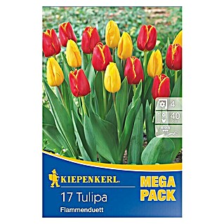 Kiepenkerl Frühlingsblumenzwiebeln Mega-Pack (Tulipa 'Flammenduett', Rot/Gelb, Flammenduett, 17 Stk.)