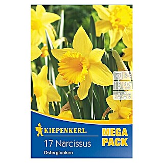 Kiepenkerl Frühlingsblumenzwiebeln Mega-Pack Osterglocke (Narcissus pseudonarcissus, 17 Stk.)