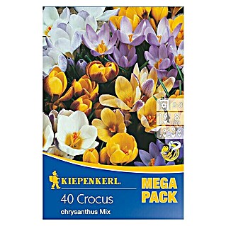 Kiepenkerl Frühlingsblumenzwiebeln Mega-Pack Wildkrokusmischung (Crocus chrysanthus, 40 Stk.)