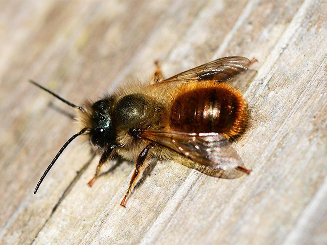 Wildbiene: rostrote Mauerbiene