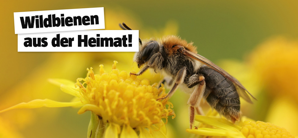 Wildbienen in Österreich