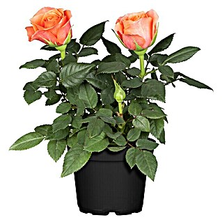 Rosa híbrida (Rosa Hybride, Tamaño de maceta: 9 cm, En función de la variedad)