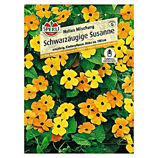 Sperli Blumensamen Schwarzäugige Susanne (Thunbergia alata, Blütezeit: Mai - Oktober)
