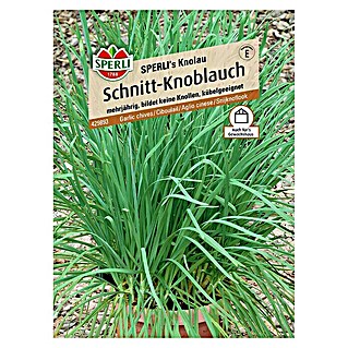 Sperli Kräutersamen Schnitt-Knoblauch (Allium tuberosum, Saatzeit: April - Juli)