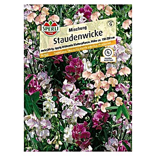 Sperli Blumensamen Staudenwicke (Lathyrus latifolius, Blütezeit: Juni - September)