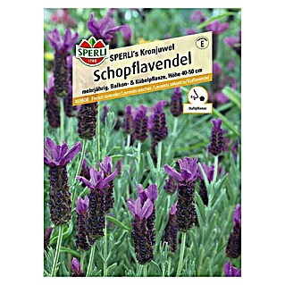 Sperli Blumensamen Schopflavendel (Linum grandiflorum)