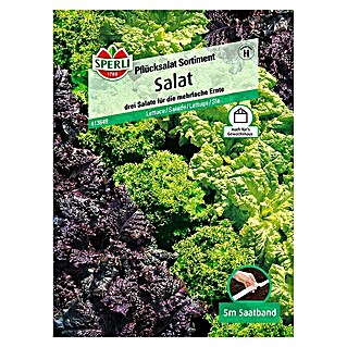 Sperli Salatsamen Pflücksalat (Sortiment Grand Rapi, Lactuca sativa, Erntezeit: Ganzjährig)