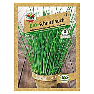 Sperli Kräutersamen Schnittlauch (Bio, Allium schoenoprasum, Saatzeit: April - August, Erntezeit: Ganzjährig)