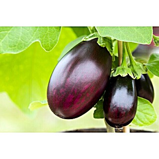 Piardino Aubergine (Solanum melongena, Topfgröße: 9 cm, Erntezeit: Ab August)