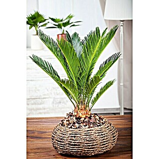 Piardino Palma de sagú (Cycas revoluta, Tamaño de maceta: 17 cm, Verde oscuro)