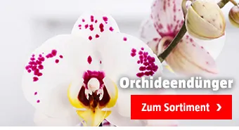 Orchideendünger kaufen