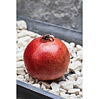 Granado (Punica granatum, Tamaño de maceta: 20 cm)