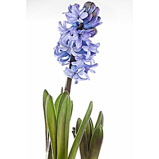 Piardino Bulbos de primavera (Hyacinthus orientalis, Mixta)