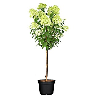 Piardino Ballhortensie (Hydrangea arborescens 'Annabelle', Weiß, Topfgröße: 23 cm)
