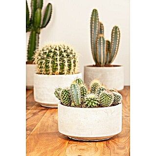 Piardino Cactus (Cactus, Tamaño de maceta: 13 cm)