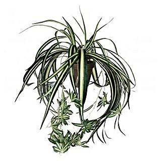 Planta artificial Chlorophytum (Altura: 45 cm, Verde, Plástico)