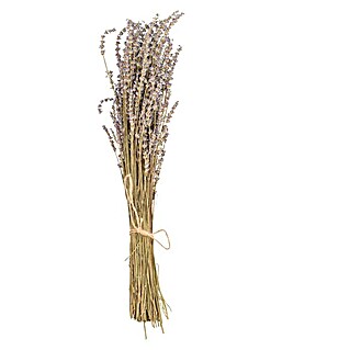 Trockenblumenstrauß Lavendel (Länge: 55 cm, Hellbraun/Lila)