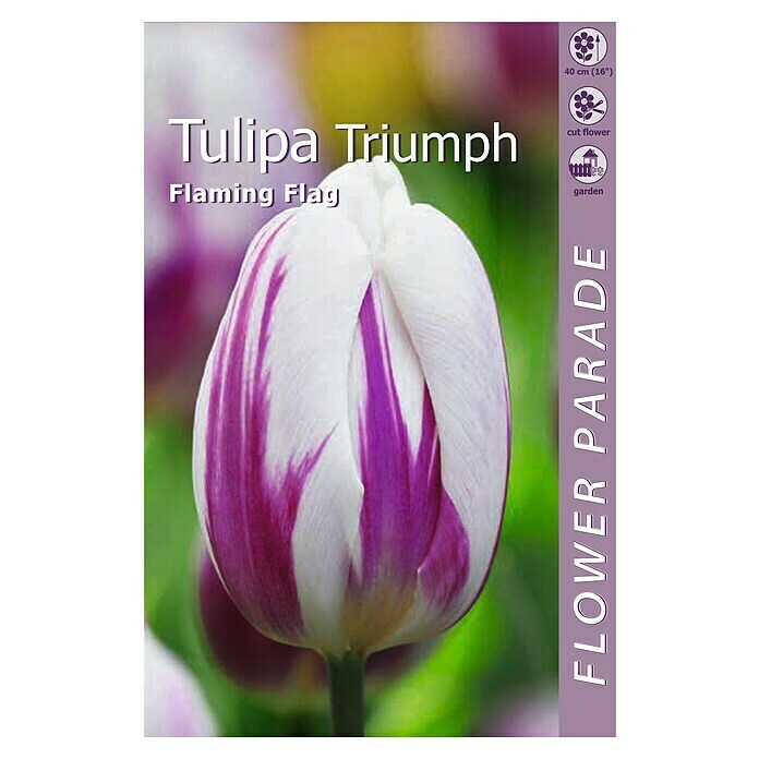Tulipanes Bulbos Mezcla 10 piezas Bulbos de Tulipanes Flores para plantar Primavera 