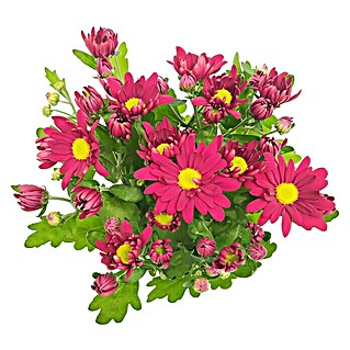 Piardino Crisantemo (Dendranthema indicum 'Hybride', Tamaño de maceta: 40 cm, En función de la variedad)