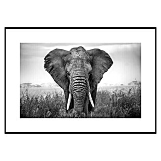 Armario de contadores Elefante (Animales, 50 x 35 cm, Black & White)