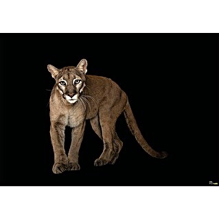 Komar National Geographic Fototapete Florida Panther (8 -tlg., B x H: 400 x 280 cm, Vlies)