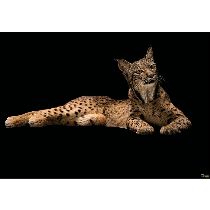 Komar National Geographic Fototapete Iberian Lynx 